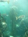 Aquarium