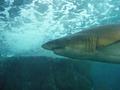 Shark