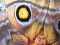 Insect Texture
