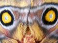 Insect Texture