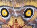 Insect