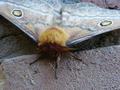 Insect