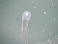 Jelly Fish