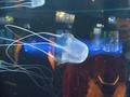 Jelly Fish