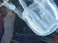 Jelly Fish