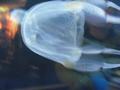 Jelly Fish