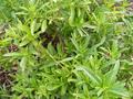 Leaves