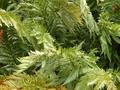 Leaves