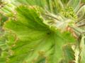 Leaves