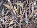 Leaves Textures