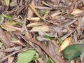 Leaves Textures