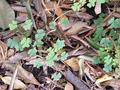 Leaves Textures