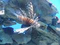 Lion fish