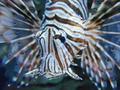 Lion fish