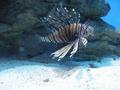 Lion fish