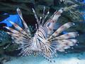 Lion fish
