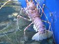 Lobster