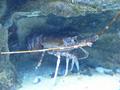 Lobster