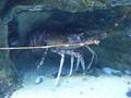 Lobster