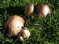 Mushrooms