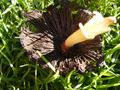 Mushroom