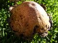 Mushroom