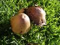 Mushroom